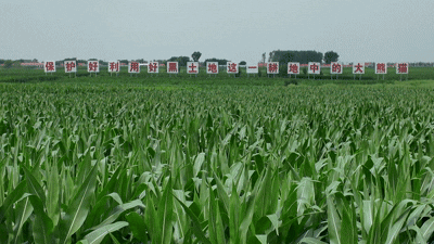 在线配资知识门户 活力中国调研行｜以发展现代化大农业为主攻方向，吉林黑土地上的故事“热辣滚烫”